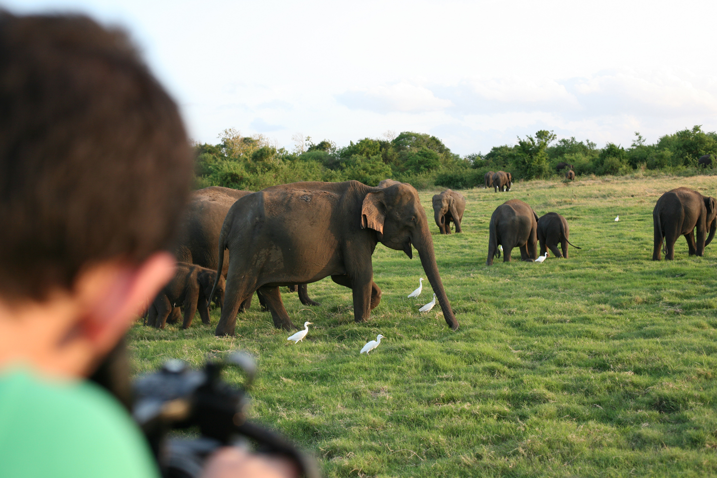 elephant